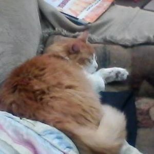 Meet your Posher, Peter